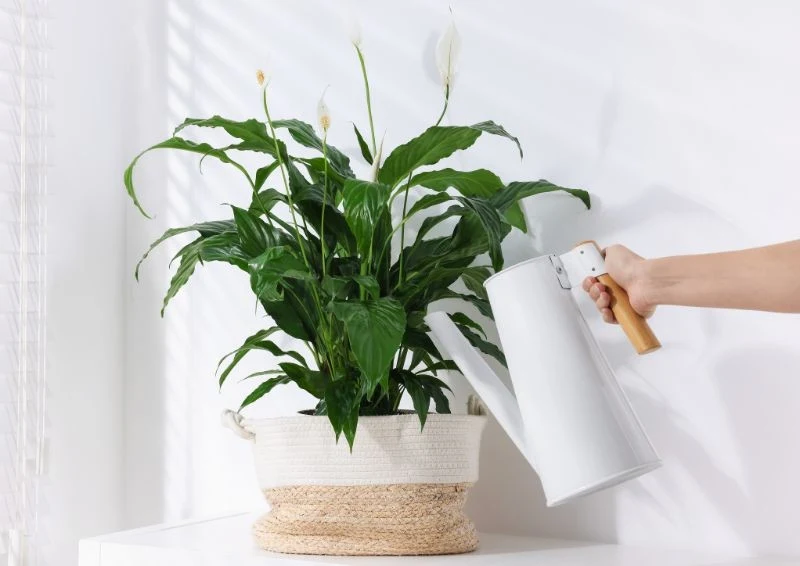 Podlewaj skrzydłokwiat specjalną odżywką, a lepiej zakwitnie.