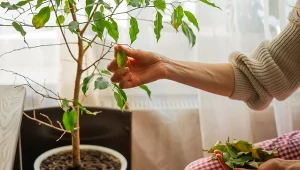 Podpowiadamy, dlaczego fikus benjamina gubi liście i jak temu zaradzić.