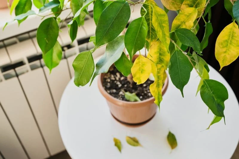 Zimą fikus benjamina nie powinien stać przy grzejniku