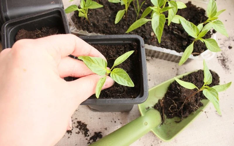 Podkiełkowanie nasion zapewnia równe i stabilne wschody