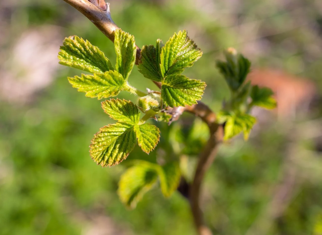 Zdrewniałe pędy malin możesz zbierać przez cały rok.