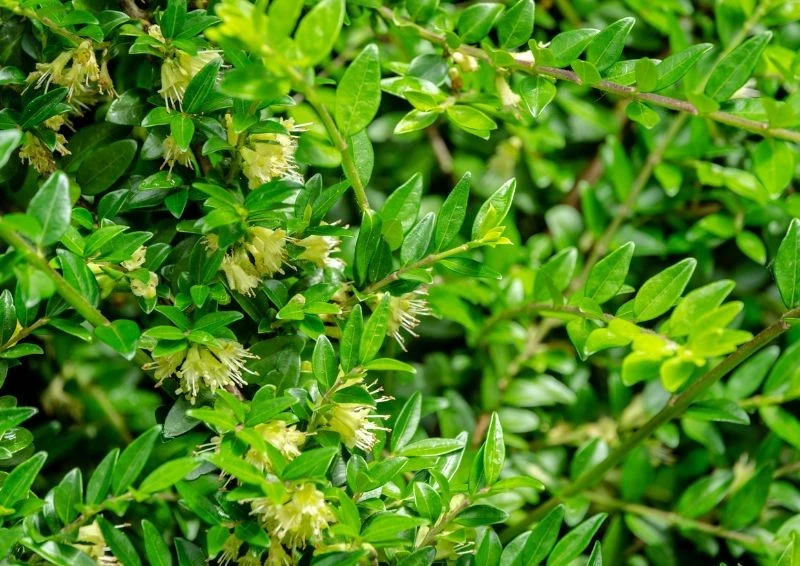 Suchodrzew chiński przypomina bukszpan, a jego niepozorne kwiatki wydzielają przyjemny zapach.