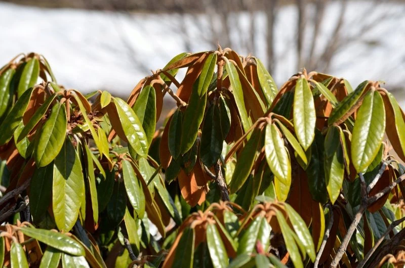 Rośliny zimozielone, takie jak rododendron, trzeba podlewać również w czasie zimy