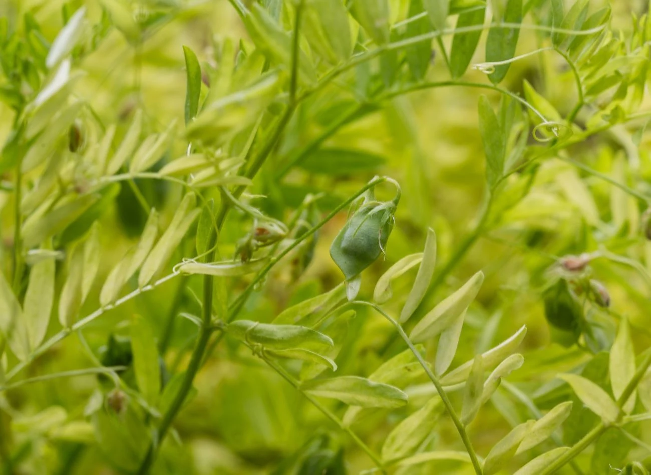 Plony z uprawy doniczkowej są zazwyczaj mniejsze niż z gruntu