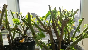 Jak i kiedy zabrać się za wybudzanie pelargonii po zimie?