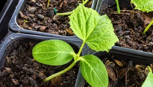 Jaka ziemia jest najlepsza do rozsad?