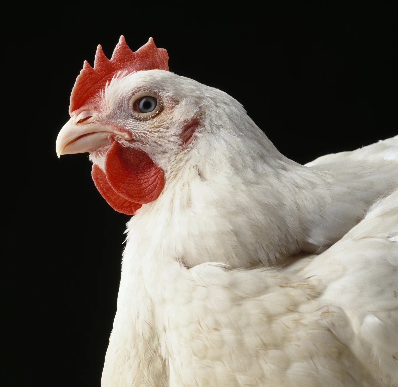 Brojlery osiągają szybki przyrost masy w krótkim czasie, dzięki czemu są stosunkowo tanie w produkcji i hodowane na skalę przemysłową.