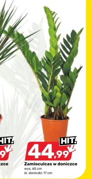 Заміокулькас