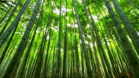 Bambusowy plastik ratunkiem dla planety