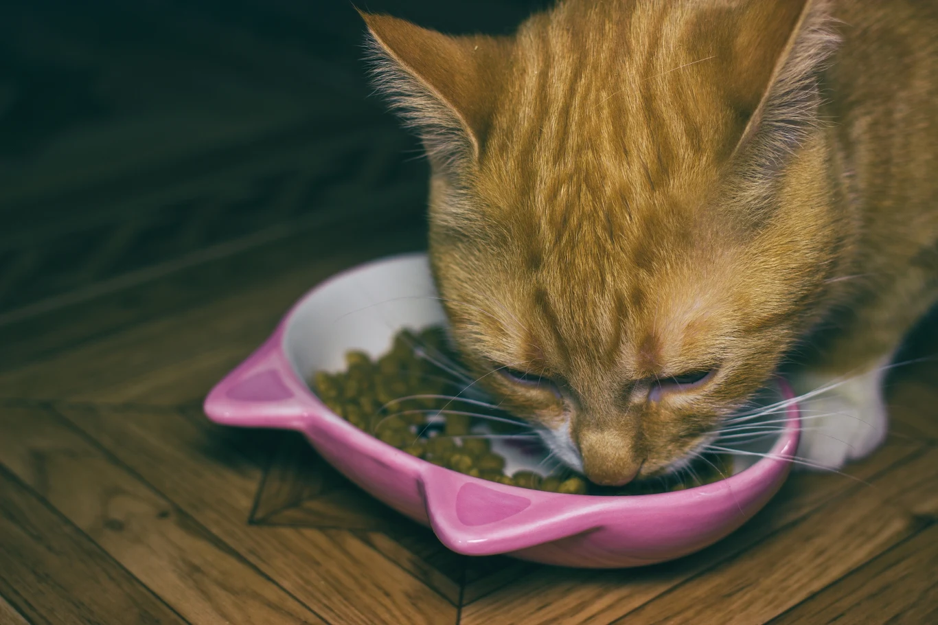 Rudy kot jedzący suchą karmę z różowej miski w kształcie głowy kota, ustawionej na drewnianej podłodze.