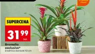 Bromelia Exclusive