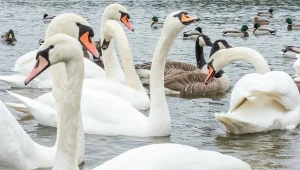 Tylu łabędzi nie było tu od lat. Park narodowy z rekordowym wynikiem