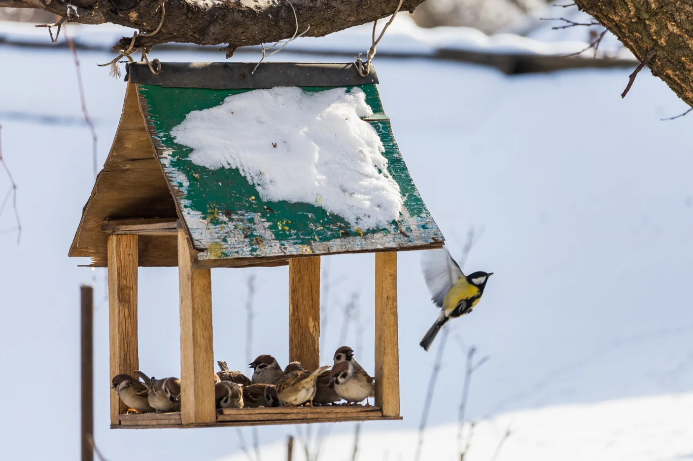 Kilka małych ptaków siedzi w drewnianym karmniku, pokrytym częściowo śniegiem, jeden ptak podlatuje do karmnika. W tle widoczny śnieg, rozmazane gałęzie i neutralne tło zimowe.