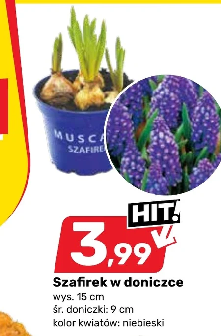 Рослина в горщику