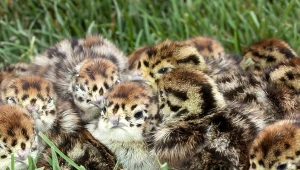 Kuropatwy niegdyś występowały powszechne na polskich wsiach. Młode mają niebywałe upierzenie