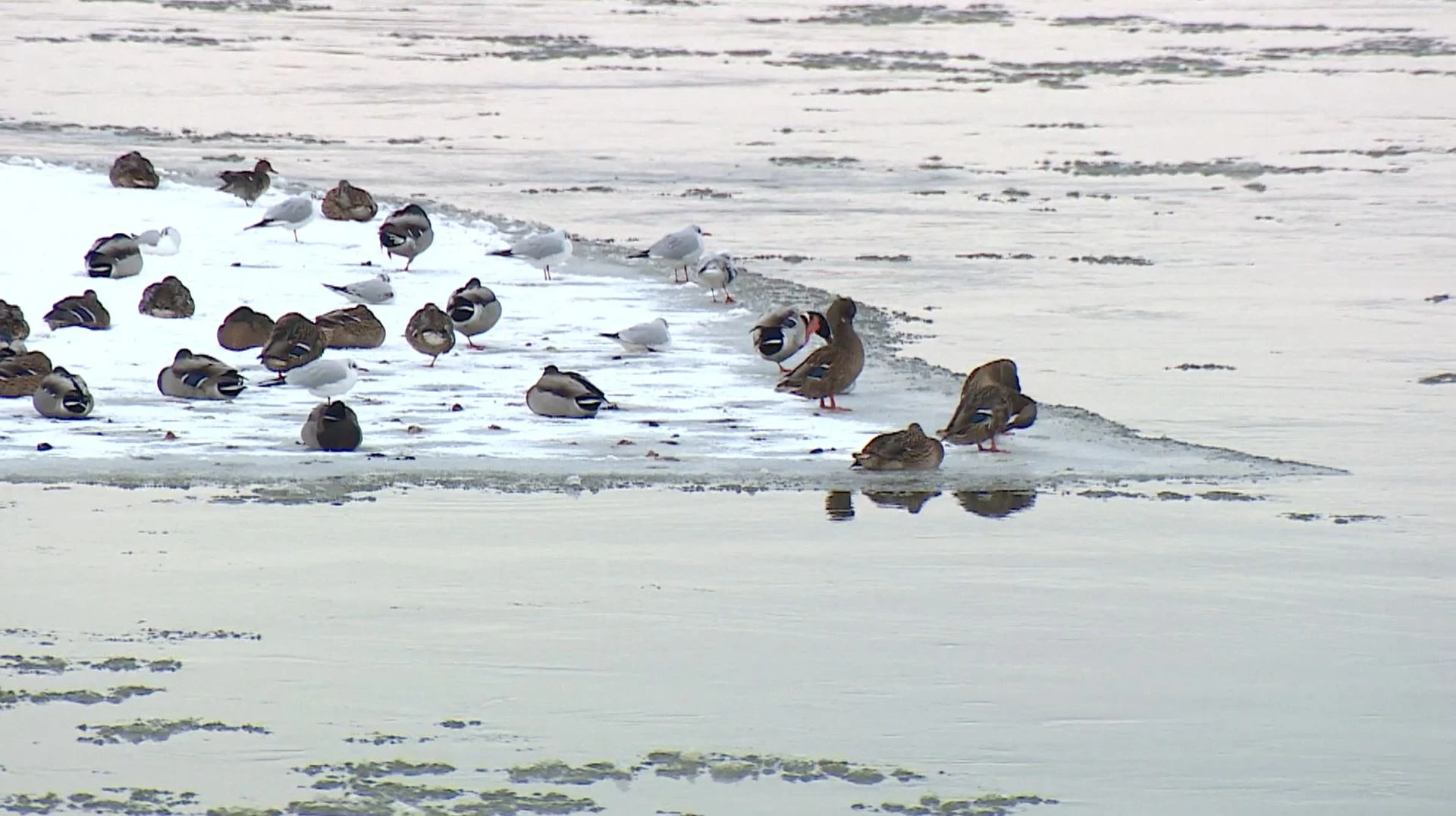 Ptaki zimą potrzebują wody, która staje się trudno dostępna podczas mrozów