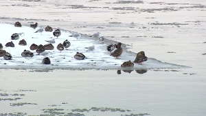 Ptaki zimą potrzebują wody, która staje się trudno dostępna podczas mrozów