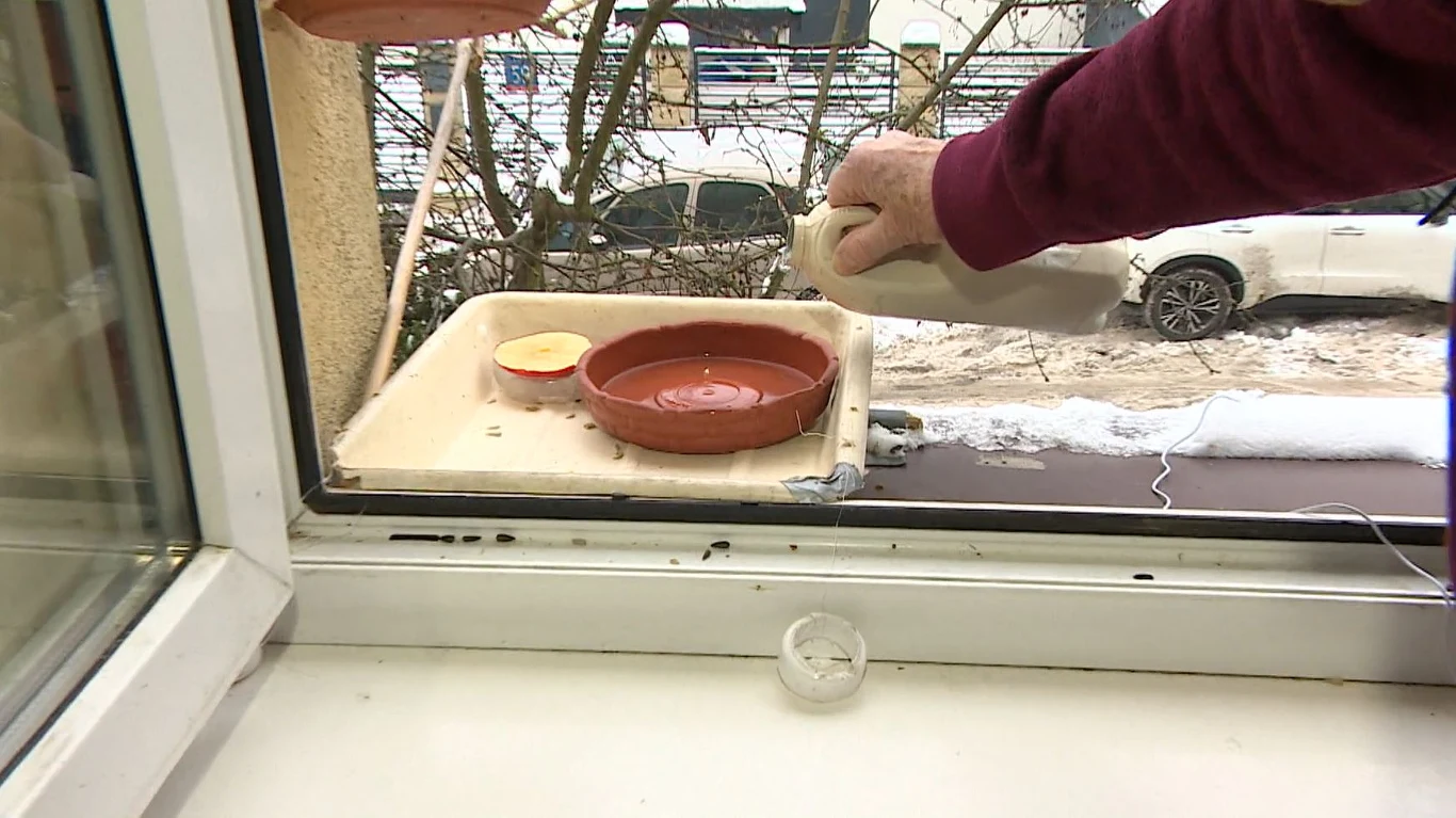 Ręka osoby nalewającej wodę do talerzyka umieszczonego na parapecie za oknem. Obok znajduje się drugi talerzyk z pożywieniem. W tle widoczne samochody zaparkowane przy ulicy oraz fragment ośnieżonego chodnika.