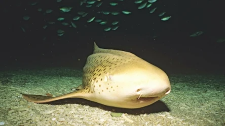 Rekin brodaty wygląda osobliwie