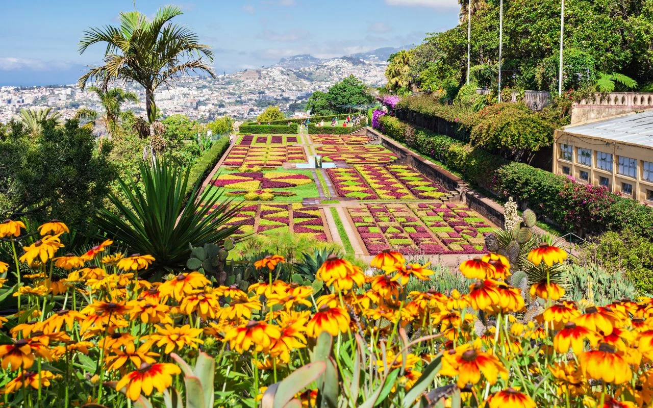Ogrody botaniczne w Funchal Kolorowe rabaty kwiatowe rozmieszczone geometrycznie w ogrodzie botanicznym, w tle palmy i miasto na wzgórzach, na pierwszym planie żółto-pomarańczowe kwiaty.
