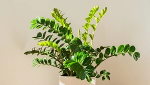 W pielęgnacji zamiokulkasa warto sięgać po sprytne triki i domowe sposoby