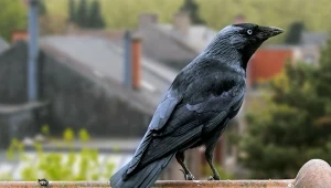 Niewiarygodne umiejętności ptaków w Szwecji. W Polsce tego nie potrafią?