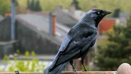 Krukowate są jednymi z najinteligentniejszych zwierząt na Ziemi
