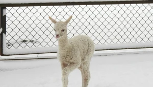 W Warszawskim ZOO na świat przyszedł młody alpaki.