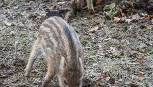 Poruszające nagranie z lasu trafiło do sieci. Leśnicy wydali apel
