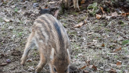 Do dzikich zwierząt, również tych młodych, nie należy pod żadnym względem się zbliżać