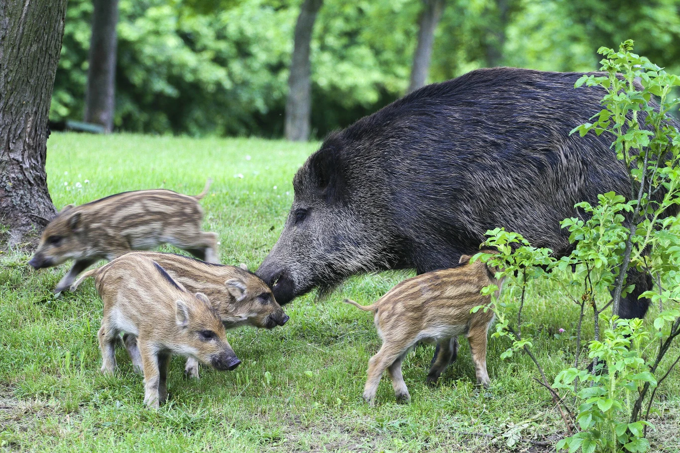 Dorosły dzik z trójką młodych w lesie, na zielonej trawie, otoczony drzewami i krzewami.
