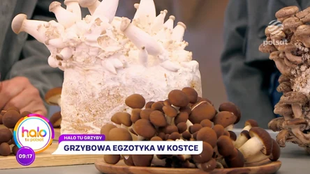 Egzotyczne grzyby w polskim domu. Jak je wyhodować? 