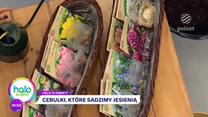 Sąsiedzi będą ci zazdrościć balkonu w kwiatach. Zasadź z nami wiosenną lazanię