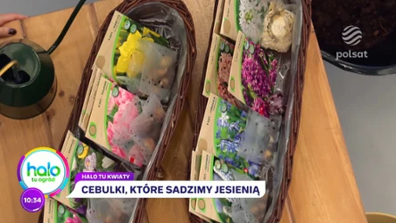 Sąsiedzi będą ci zazdrościć balkonu w kwiatach. Zasadź z nami wiosenną lazanię