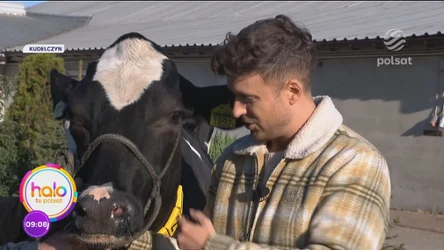 Miss wśród krów, czyli Olek Sikora poznaje tajniki sztuki dojenia
