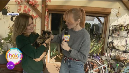 Wszystkie koty Agnieszki Gozdyry. Z wizytą w domu dziennikarki