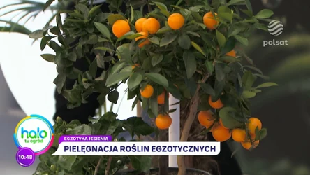 Dominik Strzelec zdradza najlepsze sposoby zabezpieczania roślin przed zimą