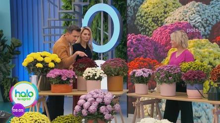  Nie wyrzucaj chryzantem z cmentarza. Przezimuj je, a zakwitną ponownie