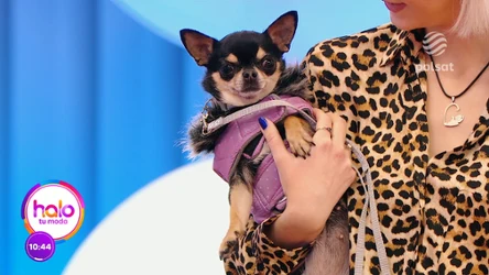 Psi pokaz mody. Czworonogi też mają swoje jesienne stylizacje 