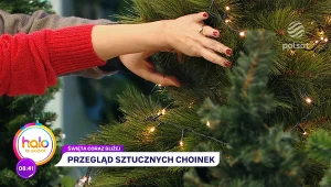 Wybierz choinkę już w listopadzie. Ekspertka wyjaśnia, na co zwrócić uwagę przy zakupie świątecznego