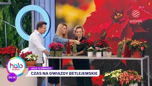 Jak wybrać gwiazdę betlejemską? Co zrobić, żeby zakwitła także w następne święta?