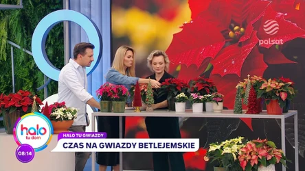 Jak wybrać gwiazdę betlejemską? Co zrobić, żeby zakwitła także w następne święta?