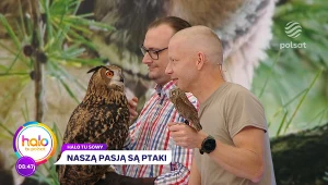 Czy jest awiterapia? Sowy mają moc