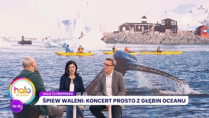 Jak (i o czym) śpiewają... wieloryby? O tajemnicach komunikacji morskich ssaków 