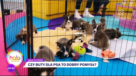 Czy psy mogą nosić buty? Jak chronić łapy pupili?