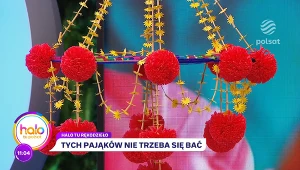 Pająki, które przynoszą szczęście