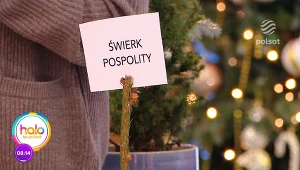 Domik Strzelec podpowiada, jak wybrać choinkę, by jak najdłużej cieszyła nasze oczy