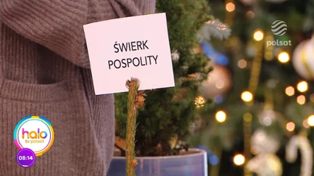 Domik Strzelec podpowiada, jak wybrać choinkę, by jak najdłużej cieszyła nasze oczy