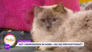 Kot i dziecko w domu. Jak bezpiecznie wprowadzić do rodziny maluszka?