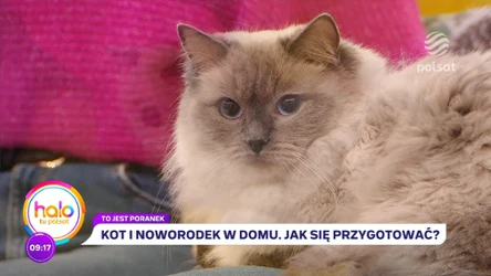 Kot i dziecko w domu. Jak bezpiecznie wprowadzić do rodziny maluszka?